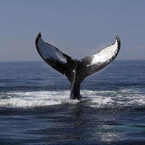 亚洲成人网站色www
