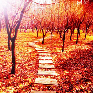 亚洲成人网站色www
